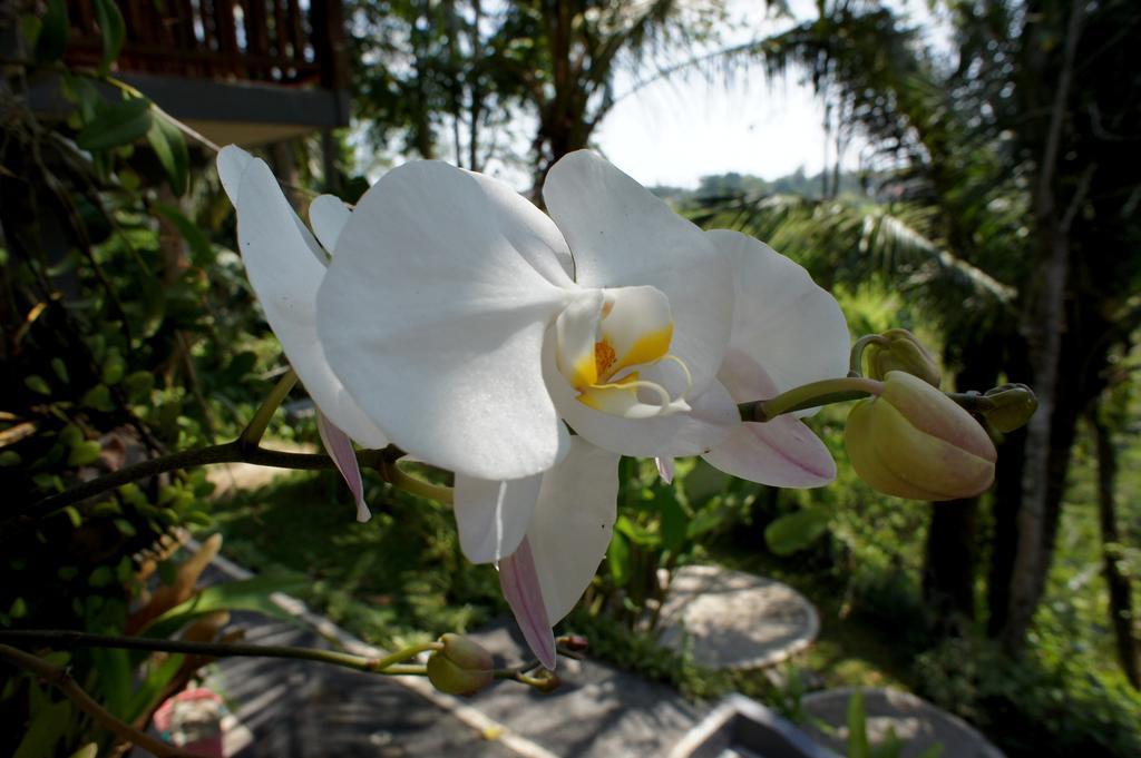 Prashanti Bali อูบุด ภายนอก รูปภาพ